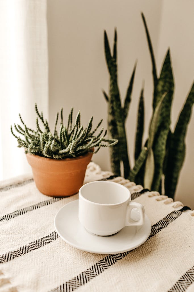 White Cup With Saucer